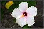 IMG_6947 copie