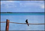 IMG_7240 copie