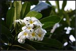 IMG_7245 copie