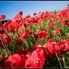IMG 7996 lr4